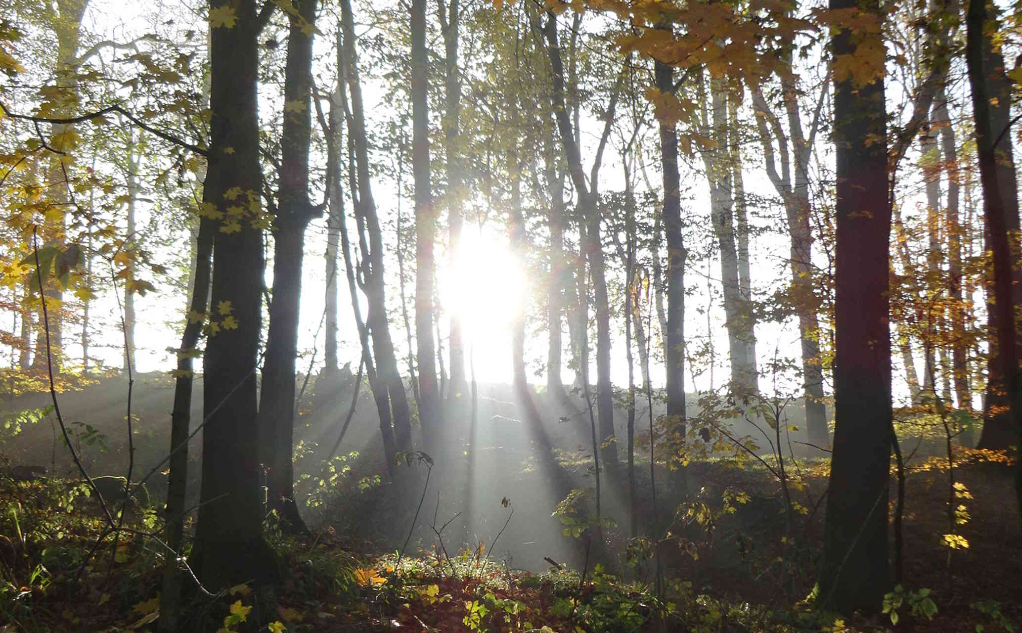 Zeit in der Natur
